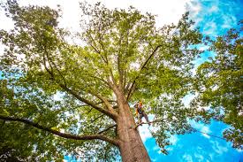 Best Tree Maintenance Programs  in Park Hills, KY