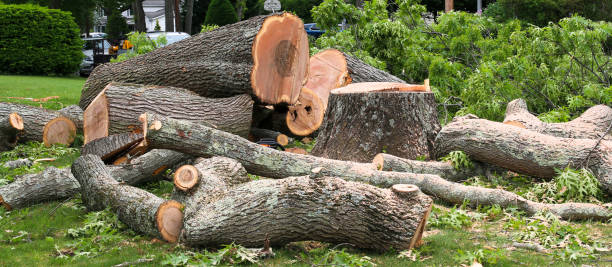 How Our Tree Care Process Works  in  Park Hills, KY