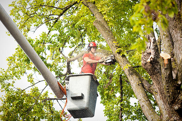 How Our Tree Care Process Works  in  Park Hills, KY