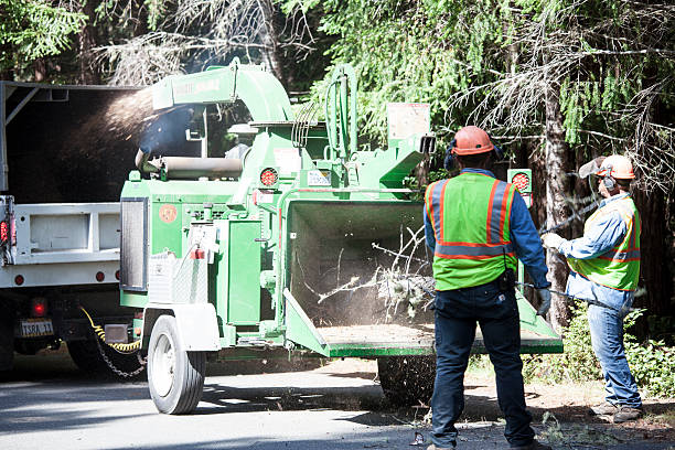 Best Palm Tree Trimming  in Park Hills, KY