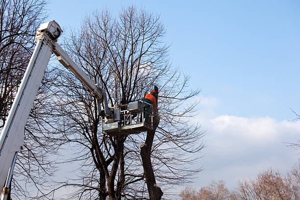 Trusted Park Hills, KY Tree Care Experts