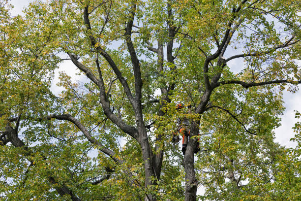 Best Arborist Consultation Services  in Park Hills, KY